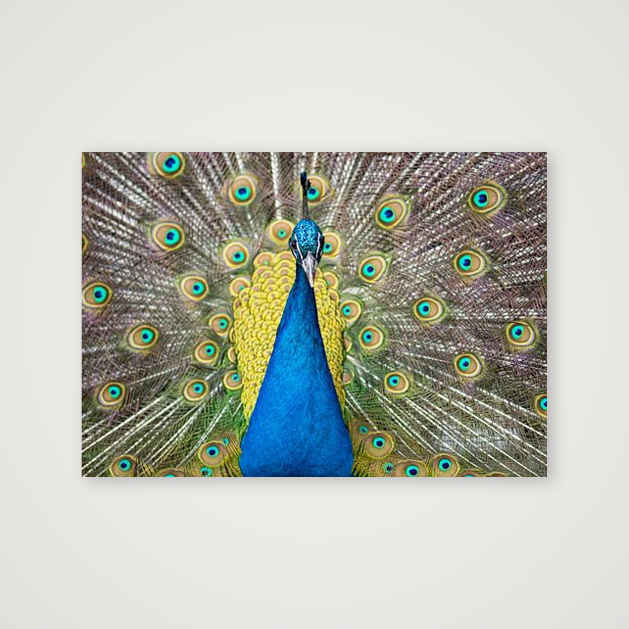Thor — 100×70cm, 39×28" Print only